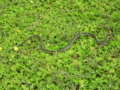 Thamnosophis lateralis