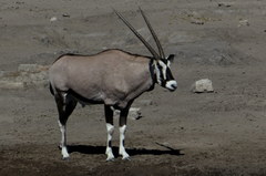 Oryx gazella