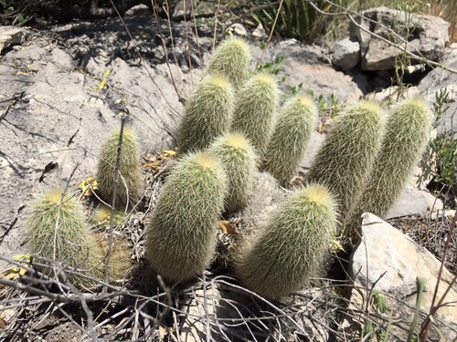Echinocereus longisetus