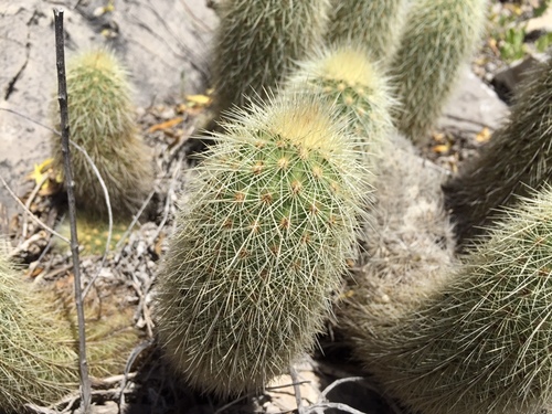 Echinocereus longisetus