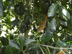 Furcifer balteatus