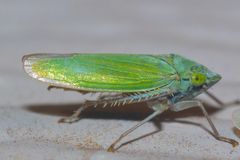 Draeculacephala inscripta