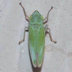 Draeculacephala inscripta