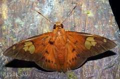 Dyscophellus phraxanor