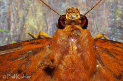 Dyscophellus phraxanor