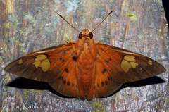 Dyscophellus phraxanor