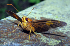 Dyscophellus phraxanor