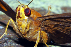 Dyscophellus phraxanor