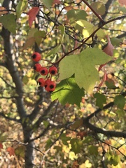 Crataegus