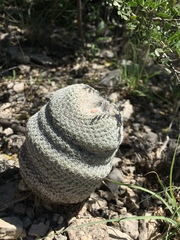 Epithelantha cryptica