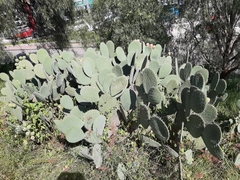 Opuntia streptacantha