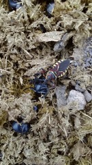 Apiomerus flaviventris