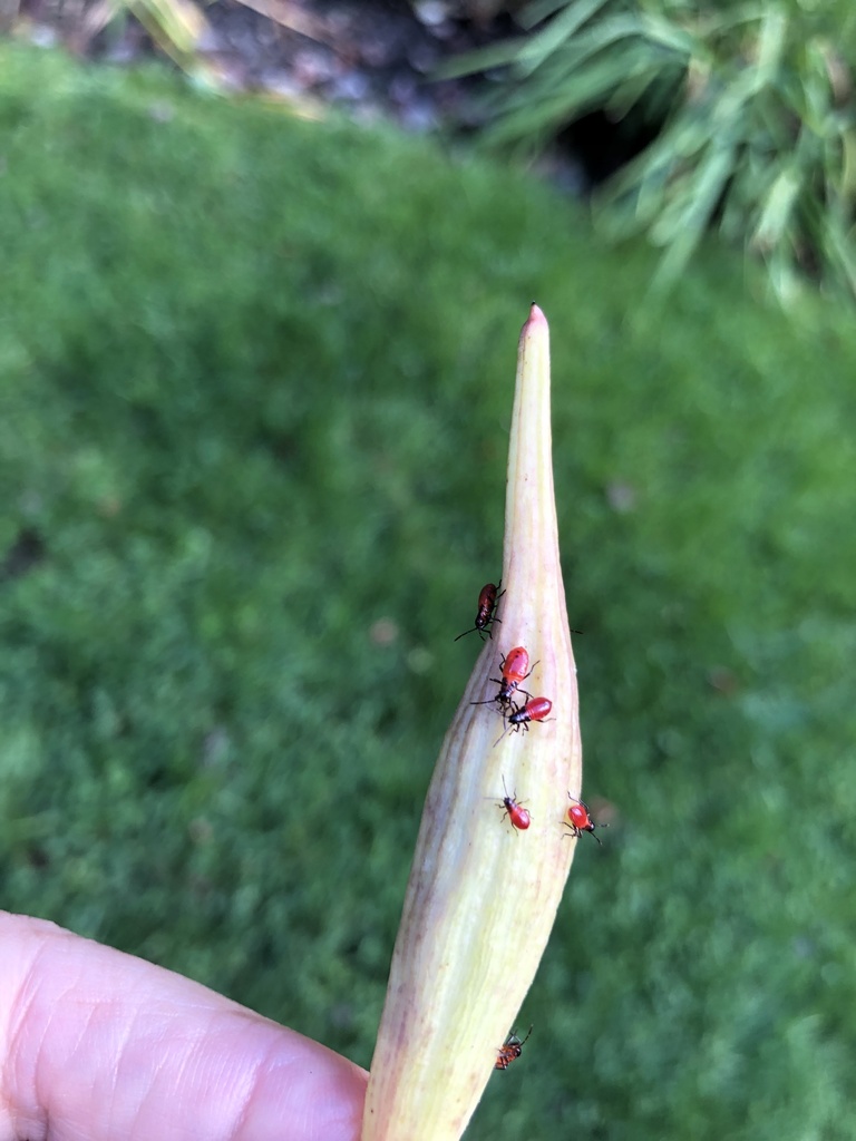 Large Milkweed Bug from Edward Laurie Dr, Halifax, NS, CA on October 6