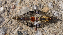 Synanthedon acerrubri