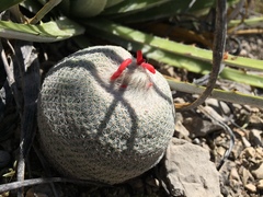Epithelantha greggii