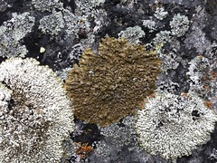 Xanthoparmelia pulla