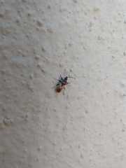 Oxycarenidae