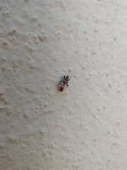 Oxycarenidae