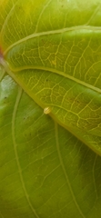 Dione glycera