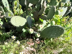 Opuntia streptacantha