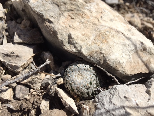 Turbinicarpus valdezianus