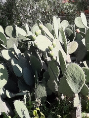 Opuntia streptacantha
