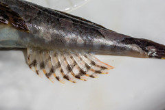 Myoxocephalus aenaeus