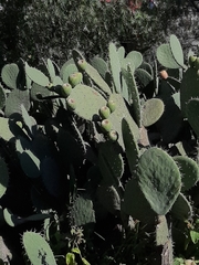 Opuntia streptacantha
