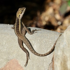 Lophognathus gilberti