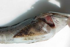 Myoxocephalus aenaeus