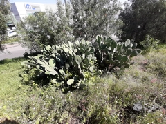 Opuntia streptacantha