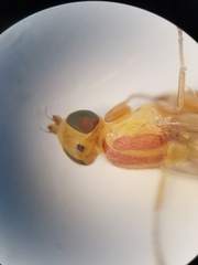 Meromyza femorata