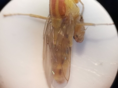 Meromyza femorata