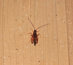 Opheltes glaucopterus barberi