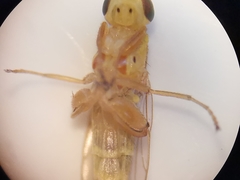 Meromyza femorata