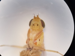 Meromyza femorata