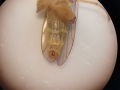Meromyza femorata