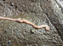 Baseodiscus delineatus