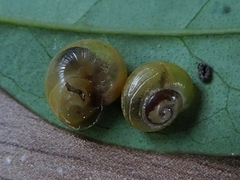 Gastropoda