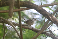 Uropsila leucogastra