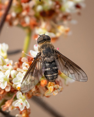 Chrysanthrax vanus