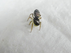 Heliophanus