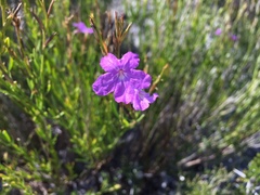 Bouchea linifolia