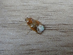 Insecta