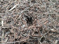 Formica exsecta