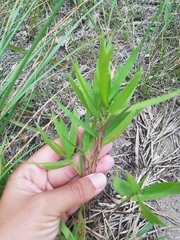 Dichanthelium scribnerianum