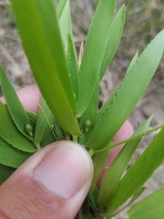 Dichanthelium scribnerianum