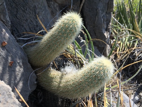 Echinocereus longisetus