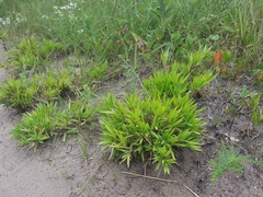 Dichanthelium scribnerianum