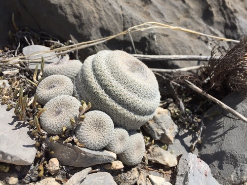 Epithelantha cryptica